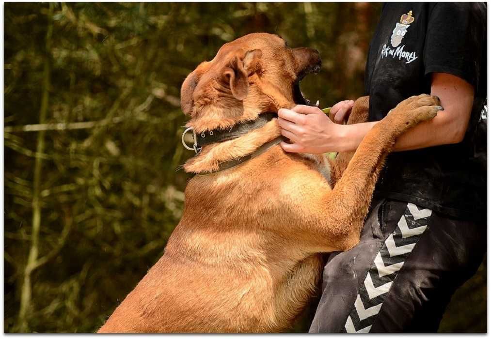 Tak długo już czeka,przyjaciel i obrońca,duzy pies BUDDY.Adopcja