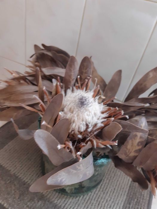 PROTEAS Secas LOTE