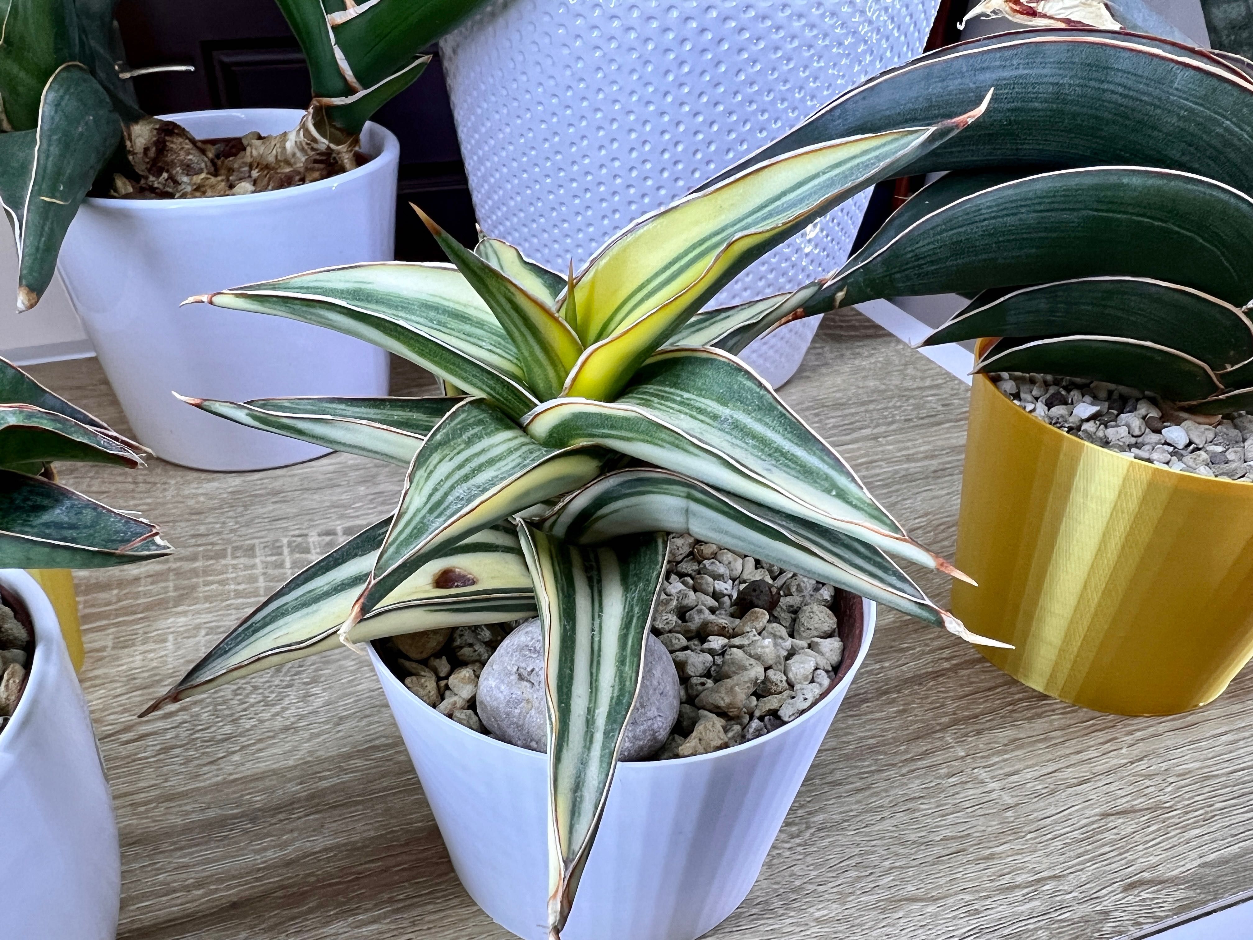 Sansevieria sp. Lavranos Variegated sansewieria