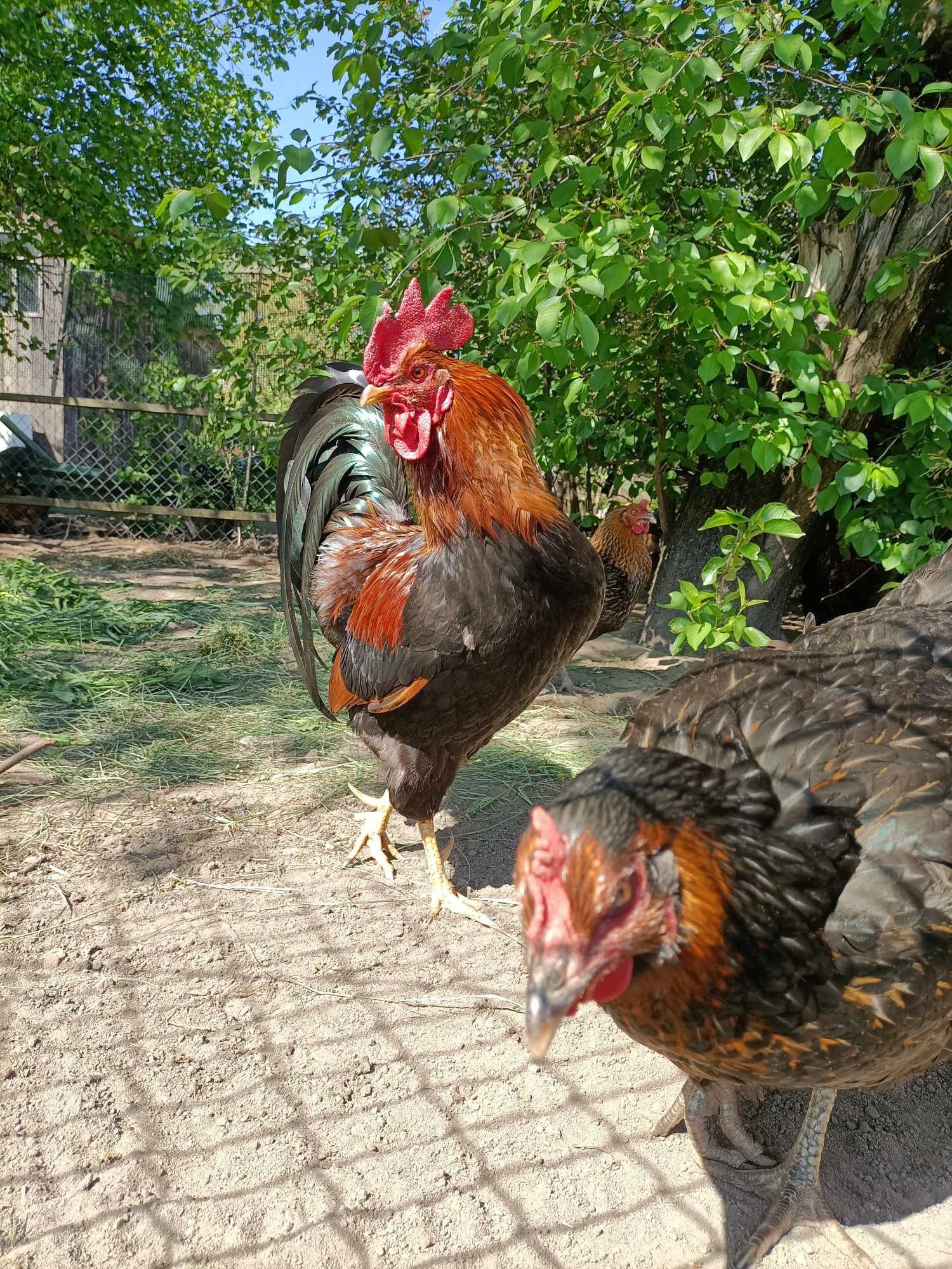 Kogut Zielononóżki sprzedam/wymienię