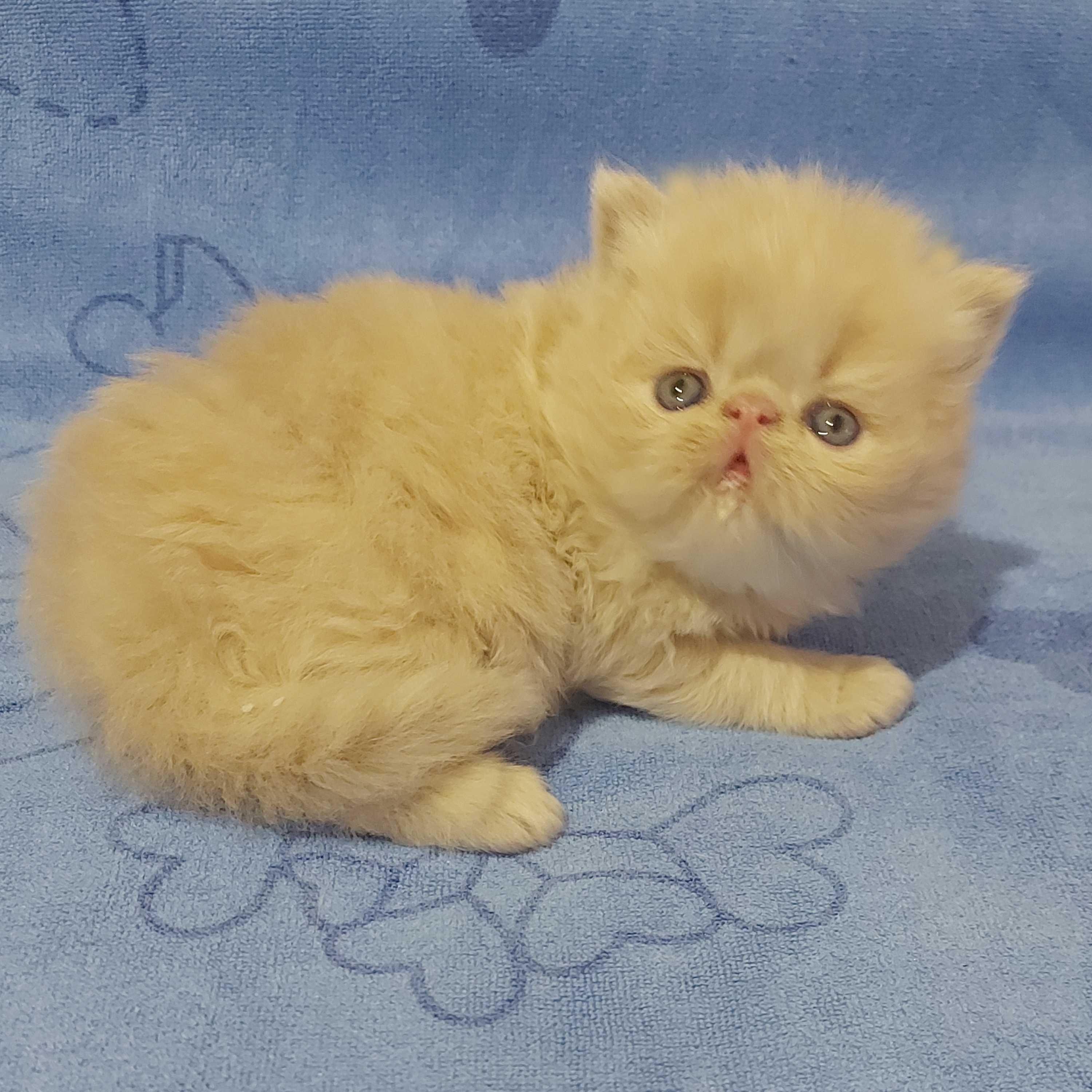 Персидские котята малыши