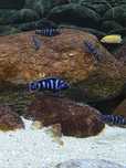 Chindongo Demasoni 3-4 cm pyszczaki Malawi