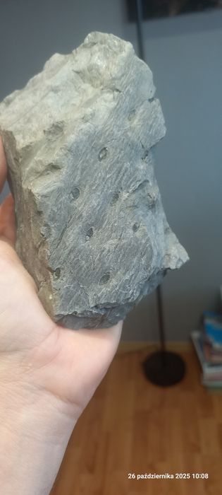 Minerały skamieniałości odcisk w łupku sigilaria