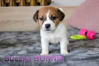 SUCZKA  Jack Russell terrier-  odbiór 25 maja