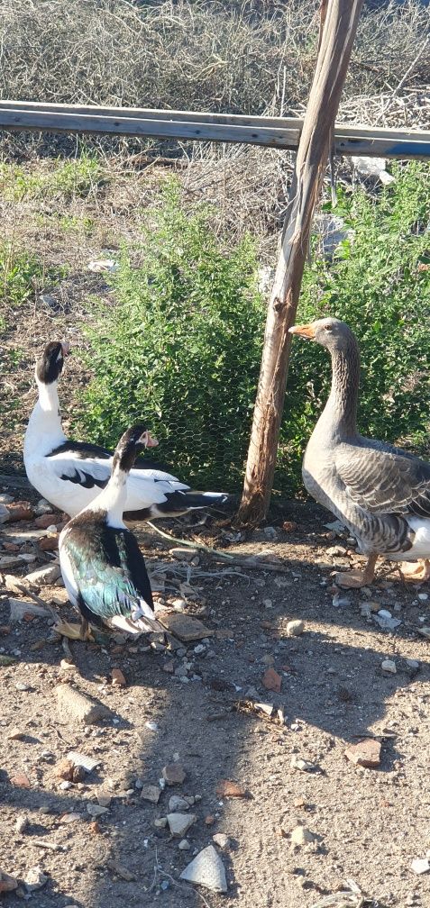 Vendo casal de patos