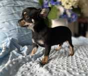 Chihuahua chłopiec