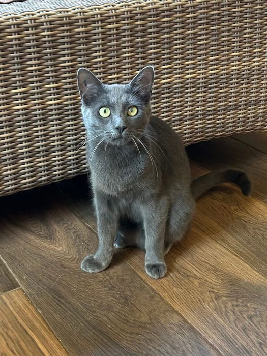 Котик сірий шукає сімʼю! Вік до 1 року. Кастрований. Волонтерський.