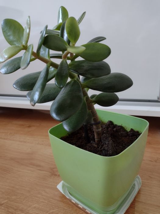 Grubosz kwiat doniczkowy