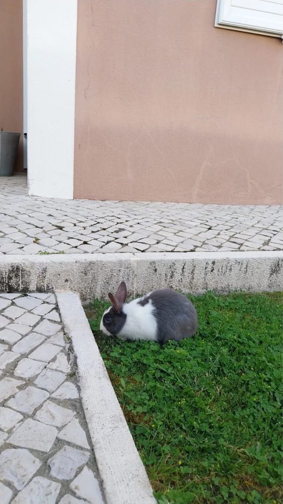 Coelha anã fêmea