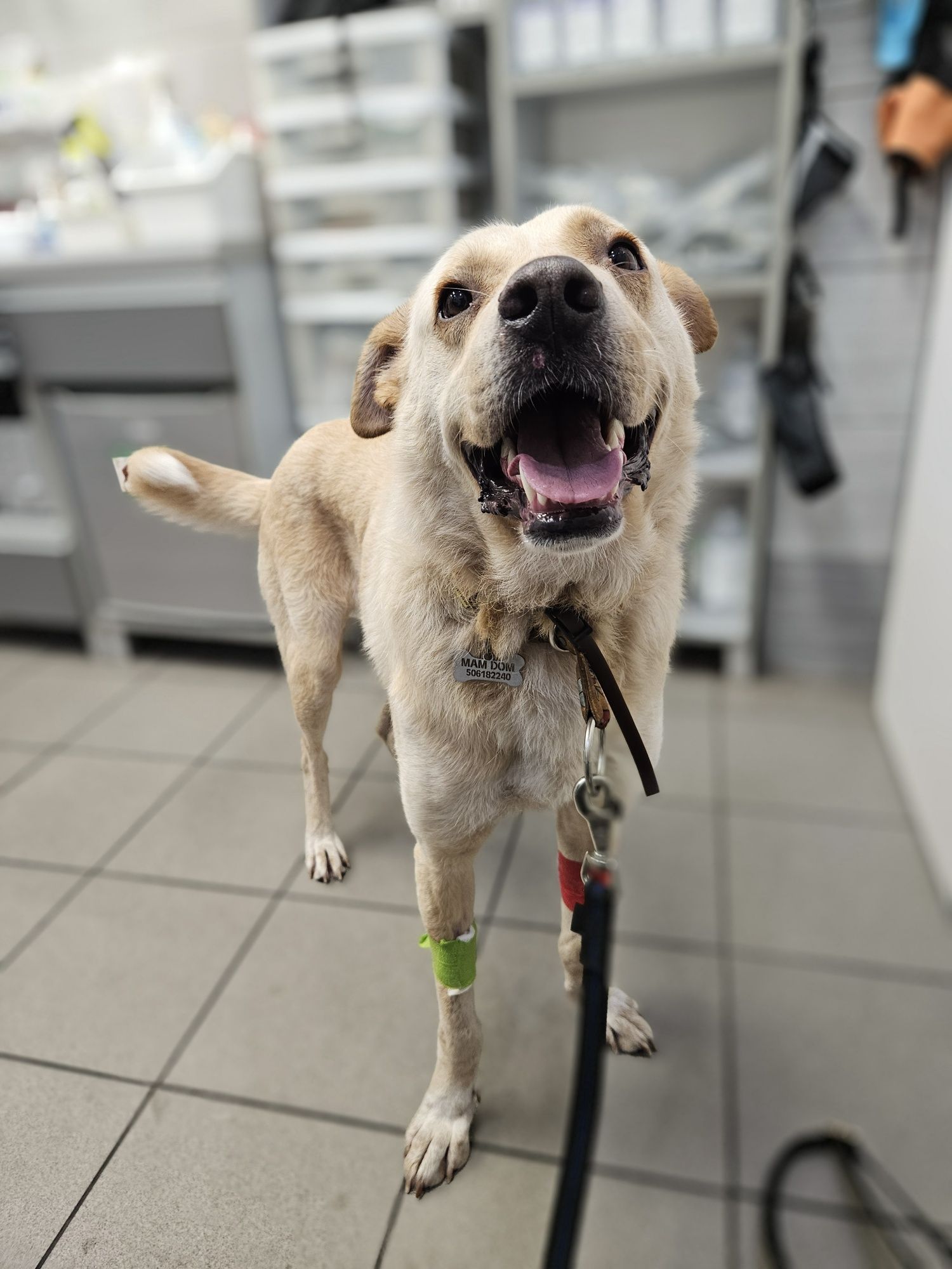 Brego z charakterem labradora szuka domu!