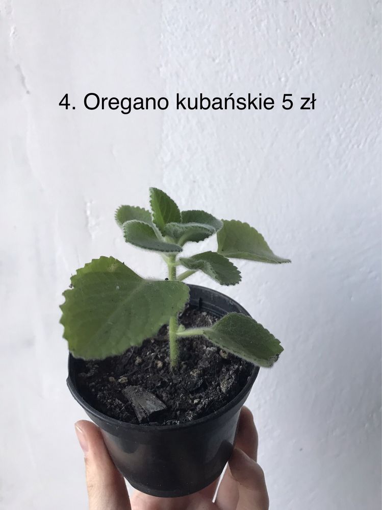 Oregano kubańskie w doniczce