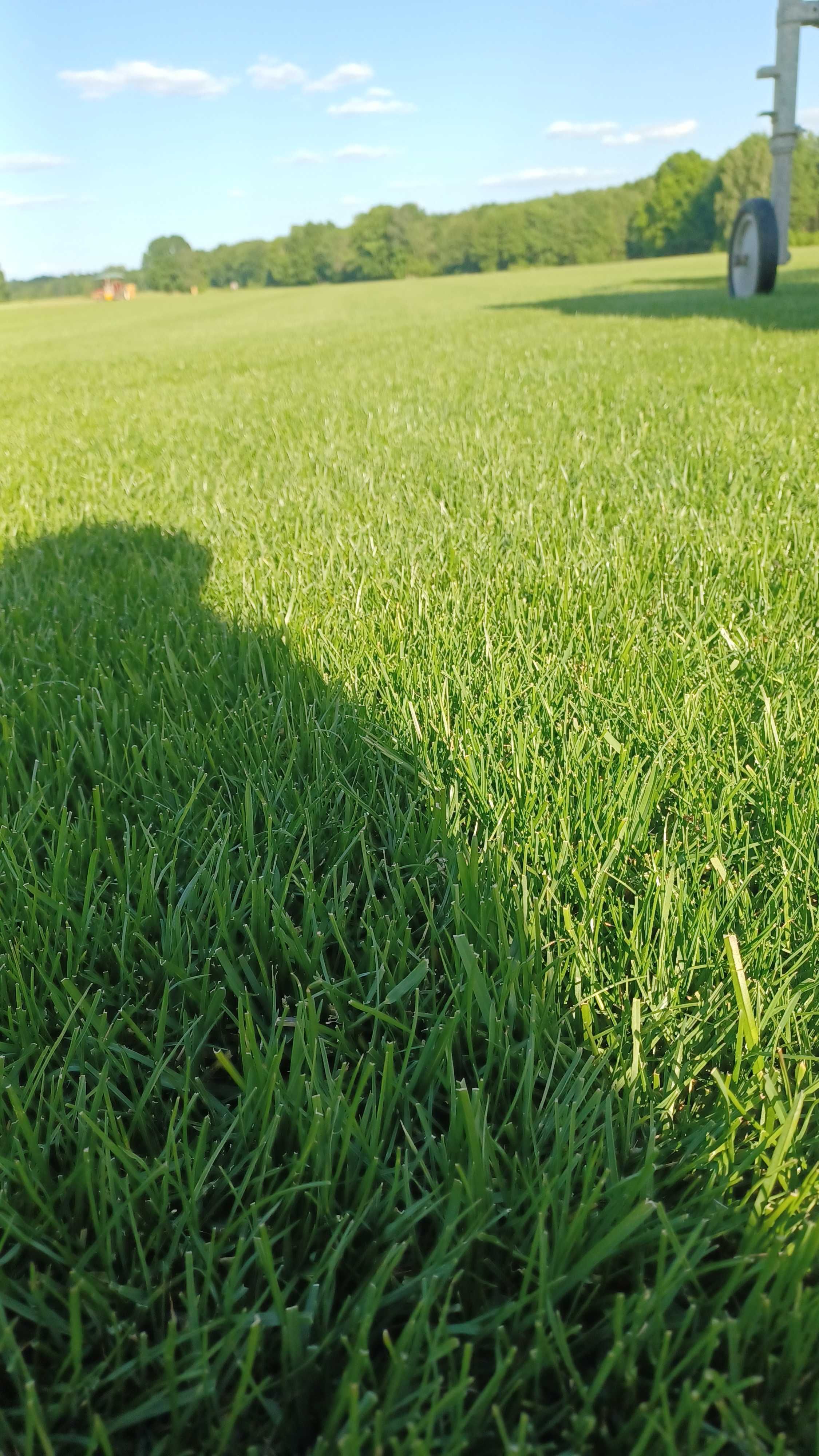 Trawnik z rolki z polozeniem