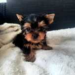 Yorkshire terrier mini piesek kolor stalowo złoty