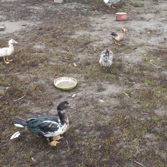Gęsi landes oraz mixy 2025