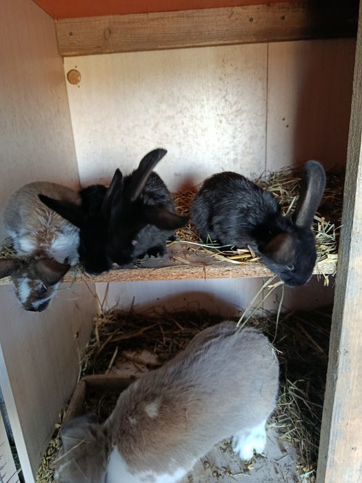 Sprzedam młode króliki