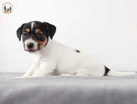 Jack Russell Terrier ZKwP FCI - rezerwacja
