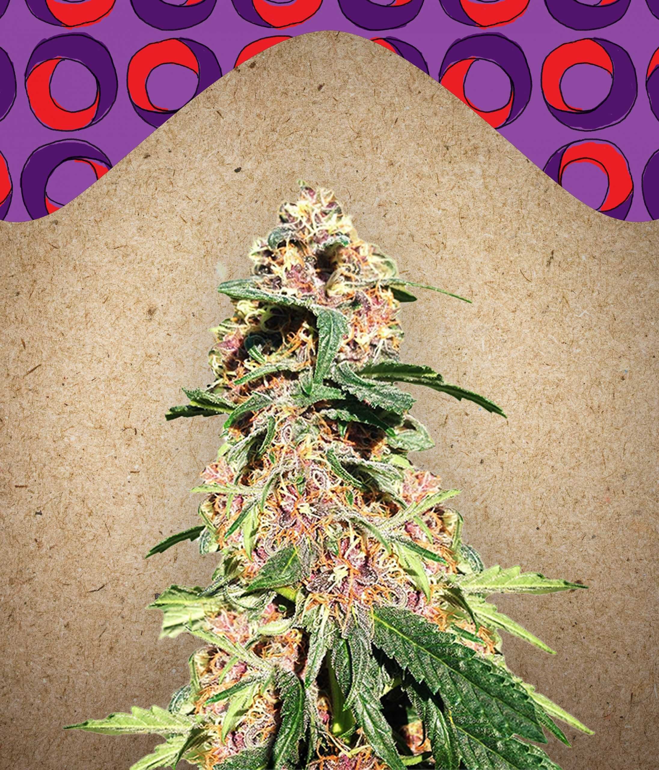 Nasiona marihuany Outdoor Red Purps / Female Seeds 4 szt.