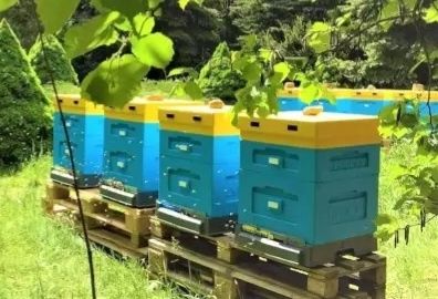 Pszczoły rodziny pszczele z ulem ramka wielkopolska Łysoń Pasieka Miód