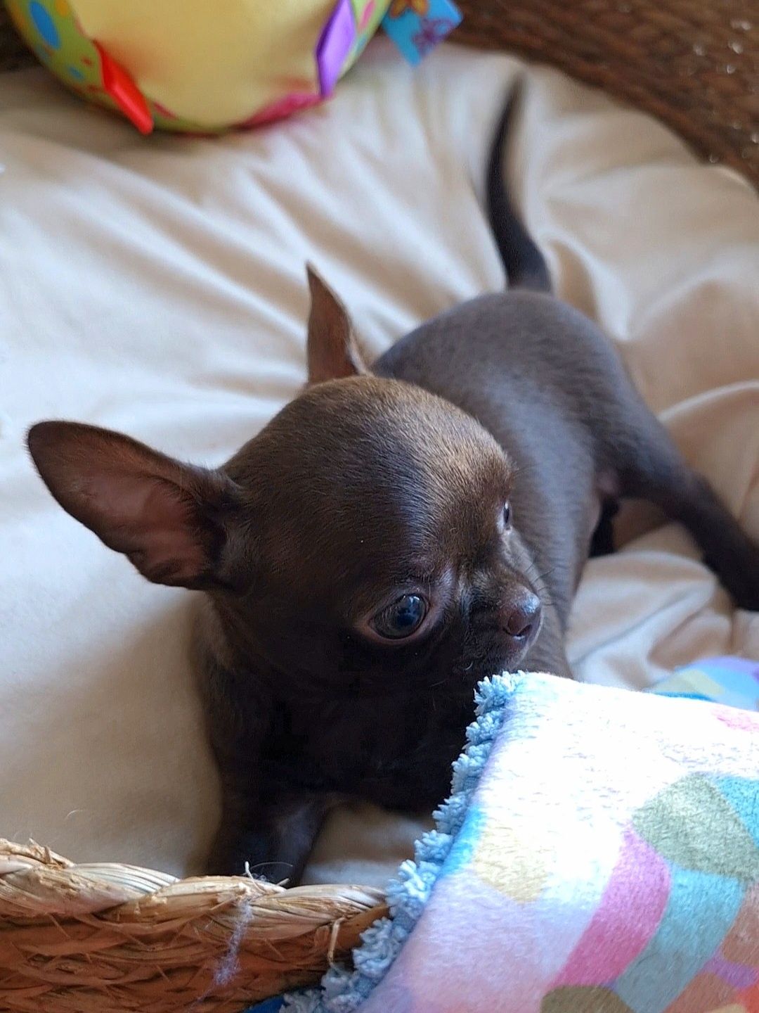 Czekoladowa dziewczynka Chihuahua ** CANDY **