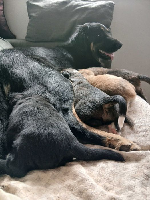 Cães para adopção