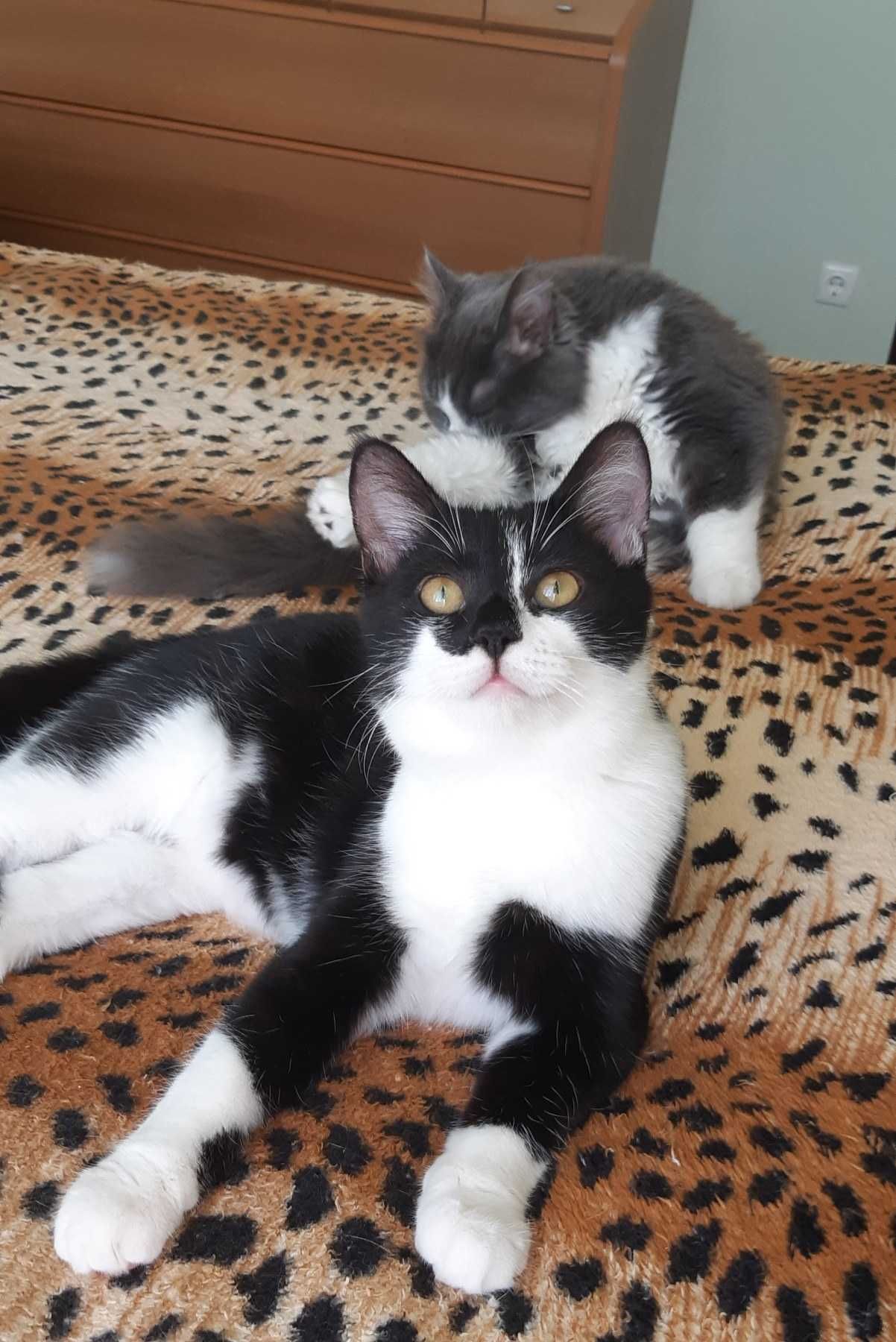 Котенок Челси ищет дом