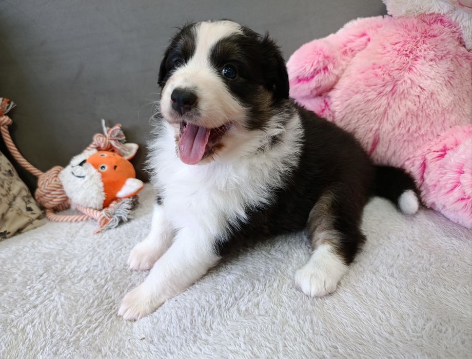 Owczarek australijski typ amerykański aussie szczeniak szczenięta