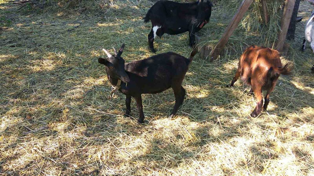 Камерунські козочки