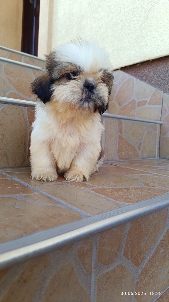 Piesek szczeniak shih tzu