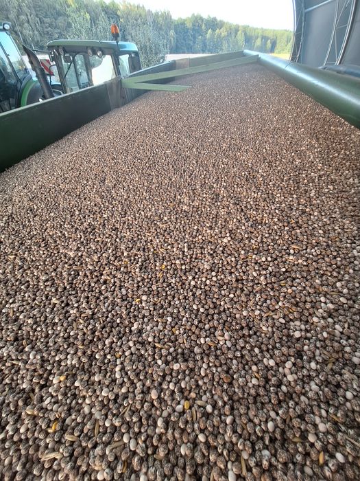 Sprzedam Łubin gorzki