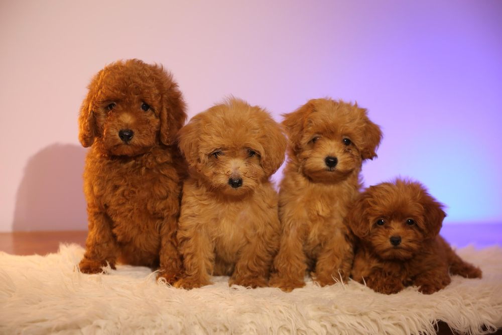 Один хлопчик ‼️ та одна дівчинка ‼️ мальтіпу Акційна ціна