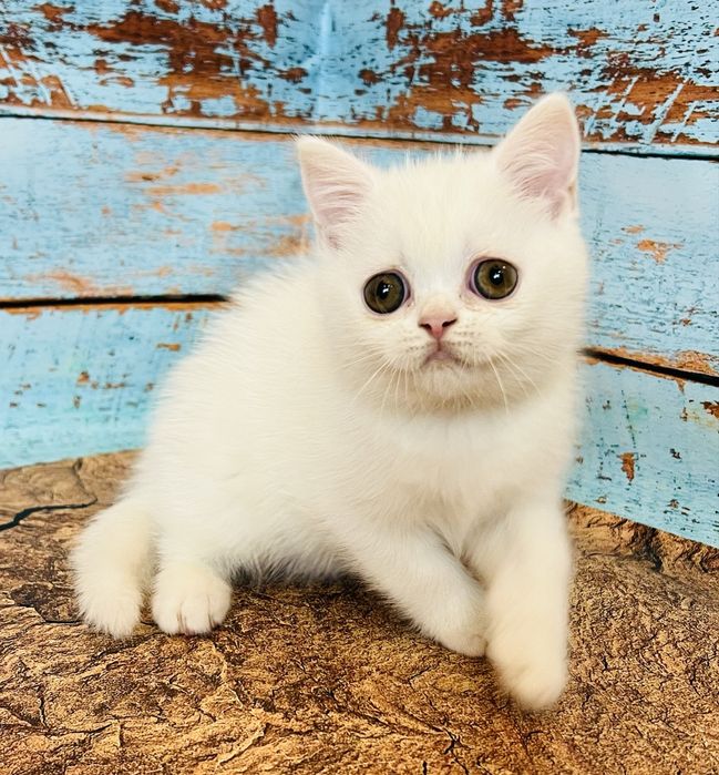 Біла кіше шотландської