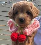 Maltipoo OSTATNIA wyjątkowa sunia - HODOWLA PREMIUM, badania gen.