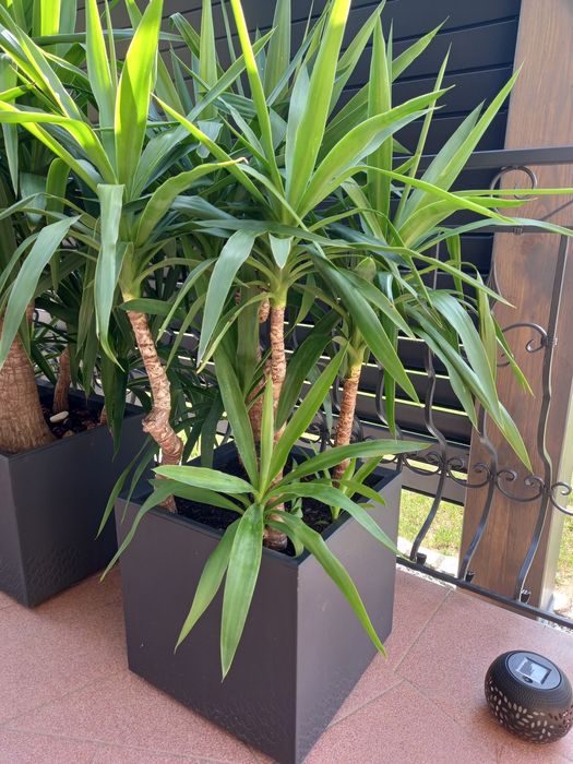 Yucca Juka Palma 150cm