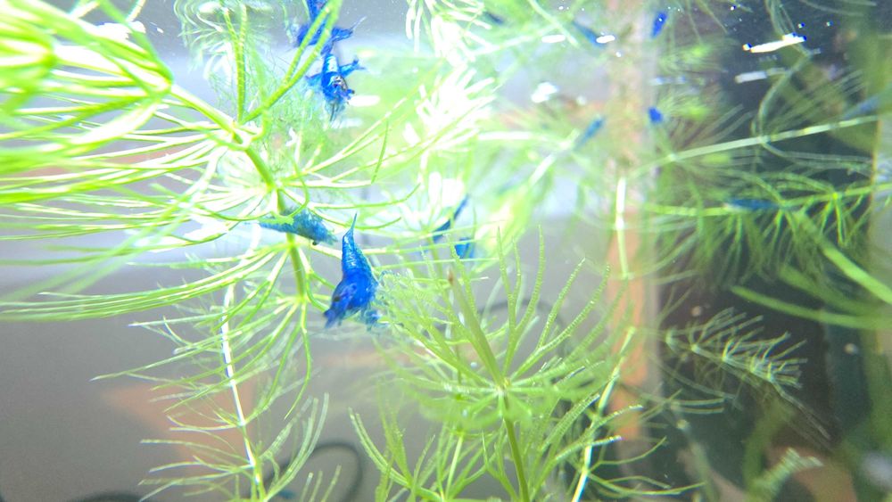 Camarões blue dream