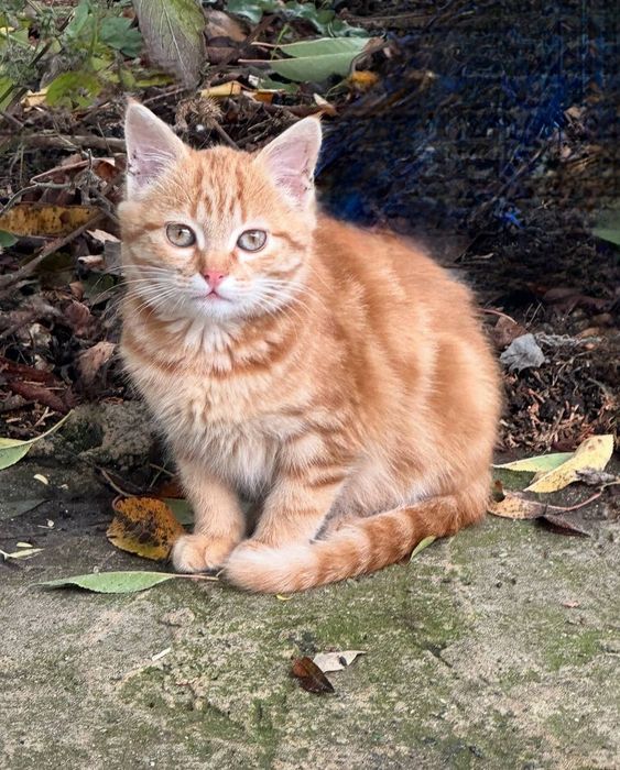 Отдам даром в добрые руки рыжего котенка