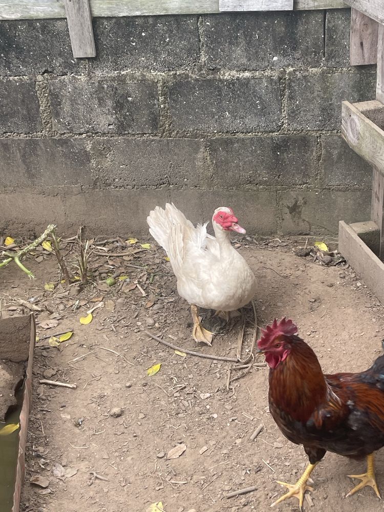 Pato mudo com 1 ano