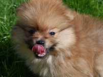 Szpic miniaturowy-Pomeranian -Piesek