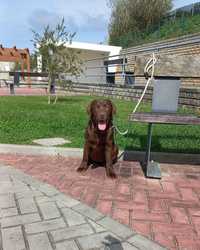 Labrador Retriever Chocolate