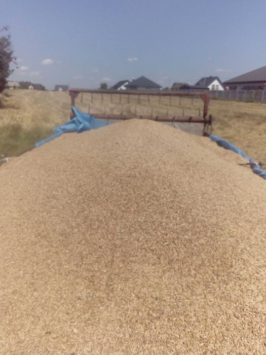 Sprzedam pszenzyto, owies mozliwosc zmielenia