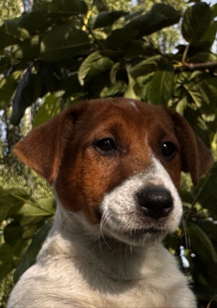 Piesek Jack Russell Terrier