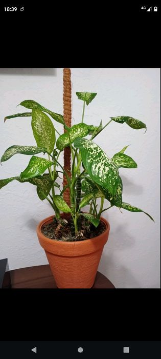 Дифенбахия продажа, обмен