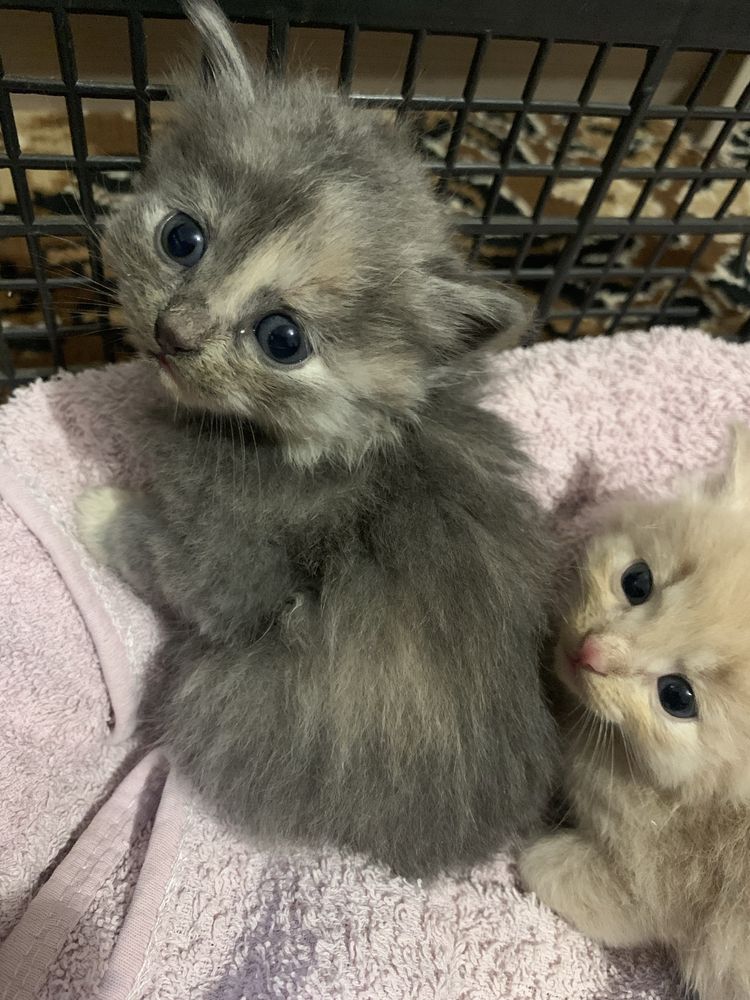Віддам в добрі руки кошенят