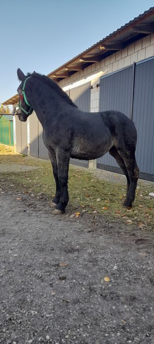 Zrebica zimnokrwista