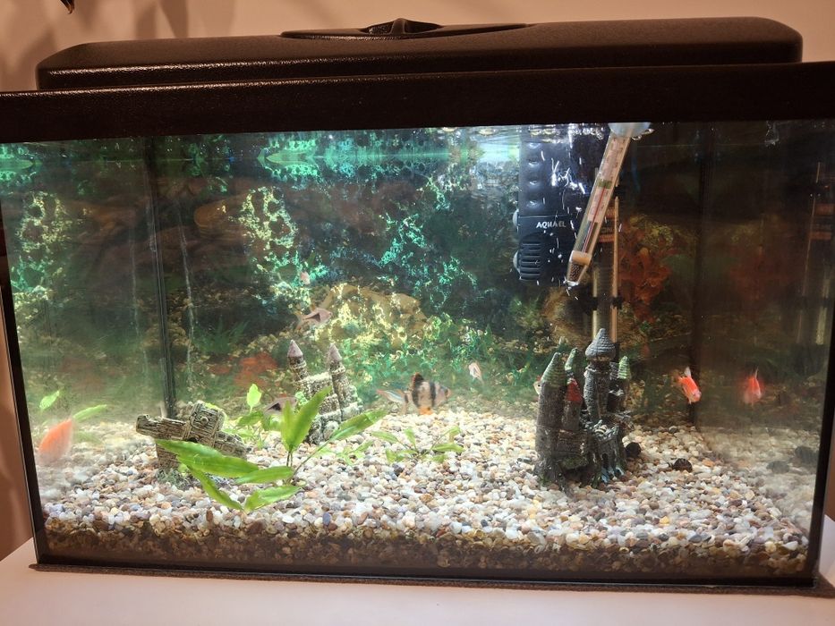 Akwarium - komplet plus rybki