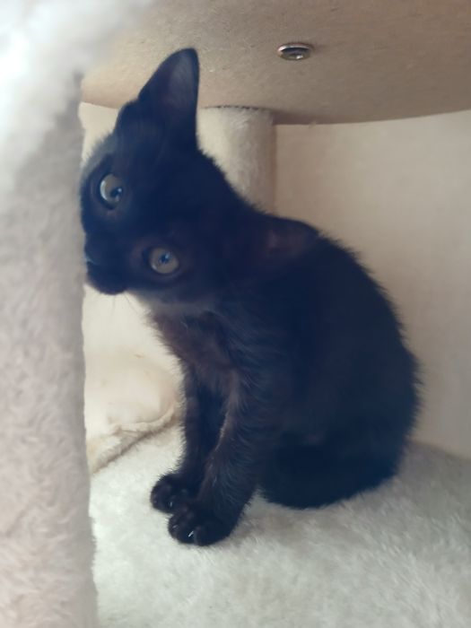 Gatinha para adopção