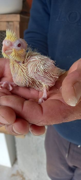 Bebê caturra paea acabar de criar a mão