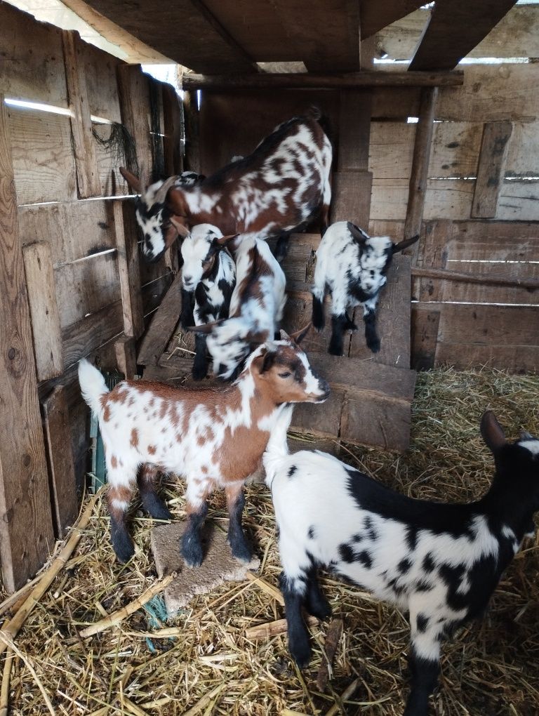 Vendo machos de cabras anãs