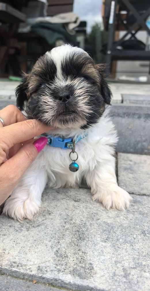 Śliczny szczeniak shih tzu