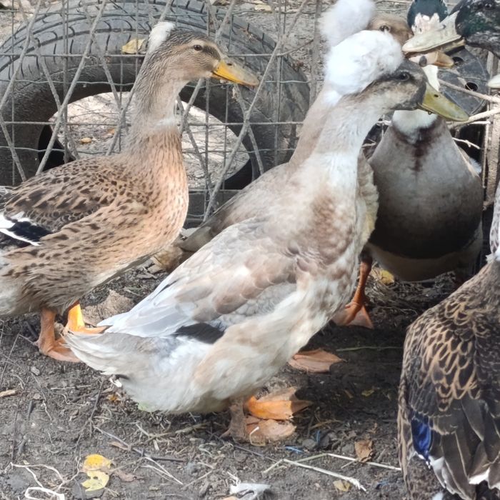 Kaczki staropolskie i francuskie