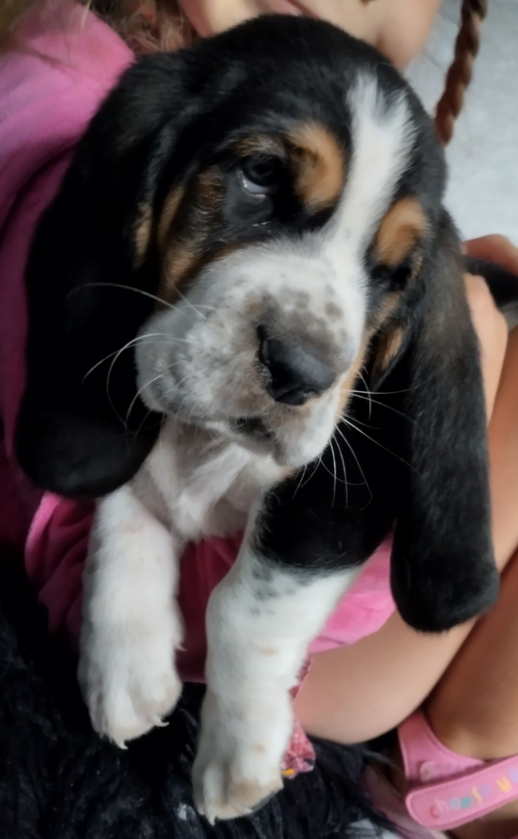 Basset Hound -chłopak.